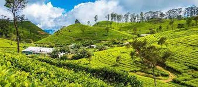 Liptons Seat and Tea Factory & Tea Plantation Day Tour - Customer Experience