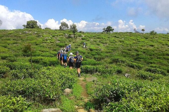 Liptons Seat and Tea Factory & Tea Plantation Day Tour - Price and Cancellation