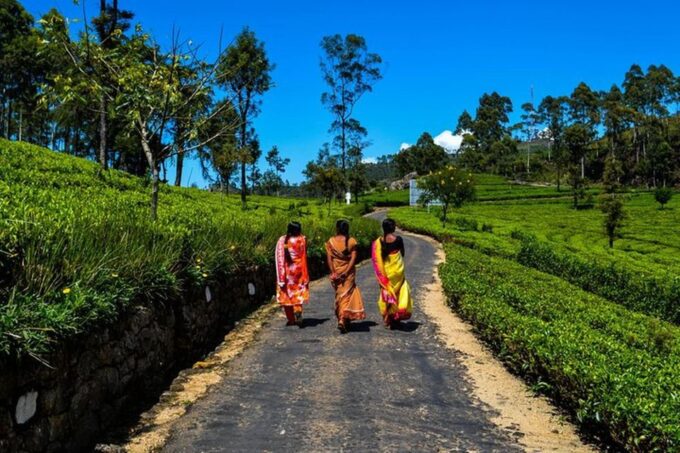 Liptons Seat and Tea Factory & Tea Plantation Day Tour - Recap