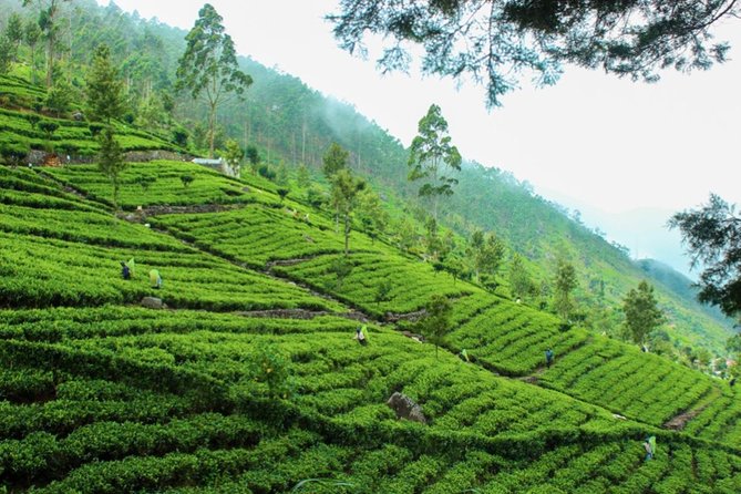 Lipton's Seat and Tea Factory,Trail Amidst Tea Plantation Day Tour - Discovering Scenic Tea Factory Experiences