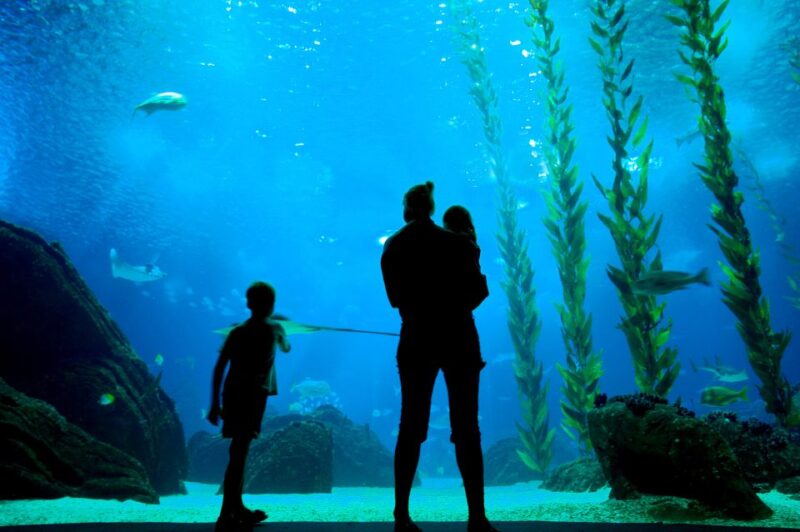Lisbon: 48-Hour Hop-On-Hop-Off Bus Tour and Oceanarium Entry - Key Points