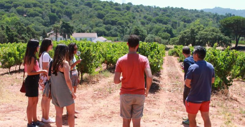 Lisbon: Arrábida and Sesimbra Day Trip With Wine - Key Points
