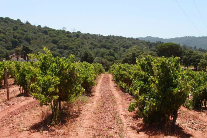 Lisbon: Arrábida and Sesimbra Day Trip With Wine - Enjoy Historic Views