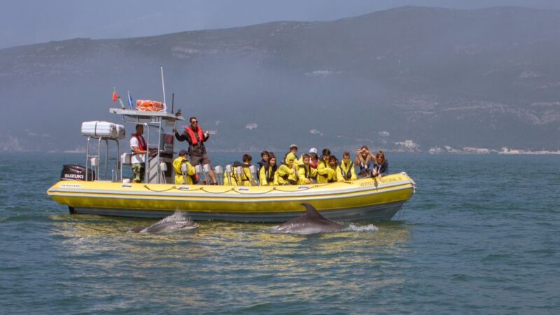 Lisbon: Arrábida Natural Park Dolphin Watching Boat Tour - Key Points