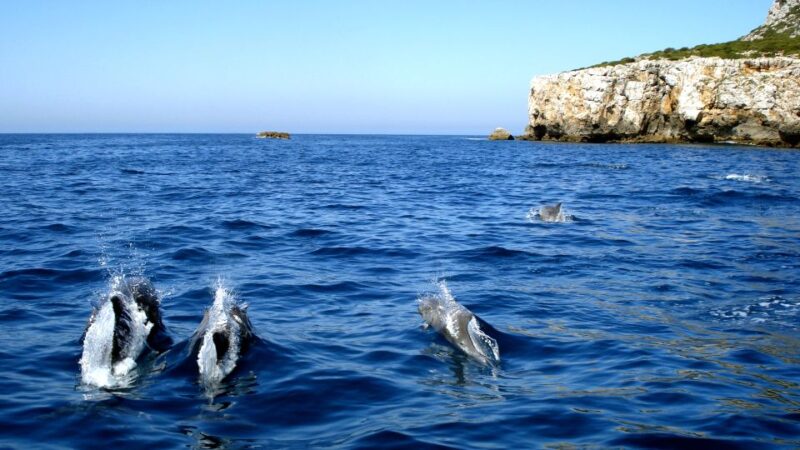 Lisbon: Arrábida Natural Park Dolphin Watching Boat Tour - Tour Highlights