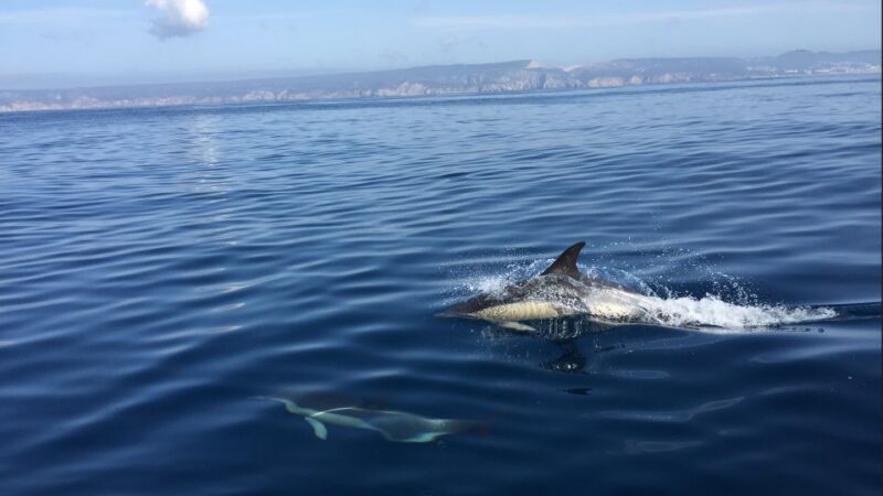 Lisbon: Arrábida Natural Park Dolphin Watching Boat Tour - Tour Details