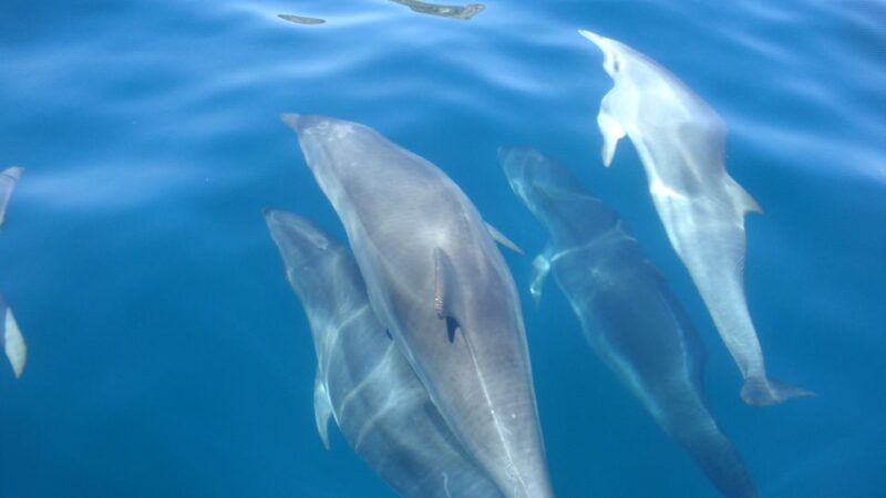 Lisbon: Arrábida Natural Park Dolphin Watching Boat Tour - Customer Feedback