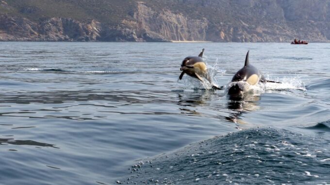 Lisbon: Arrábida Natural Park Dolphin Watching Boat Tour - Directions to Departure Point