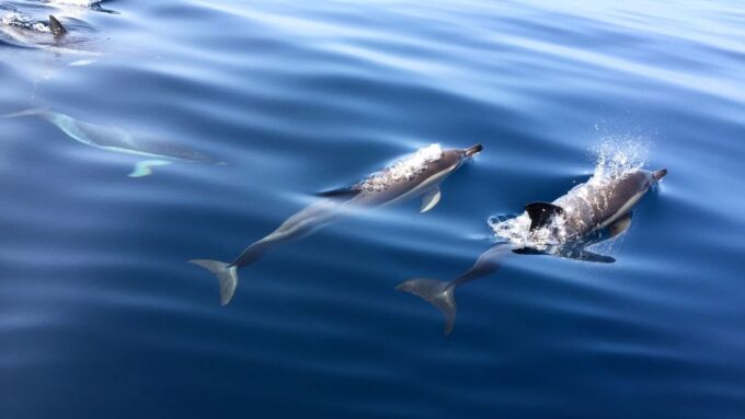 Lisbon: Arrábida Natural Park Dolphin Watching Boat Tour - Availability and Reservations