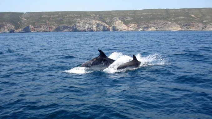 Lisbon: Arrábida Natural Park Dolphin Watching Boat Tour - Frequently Asked Questions