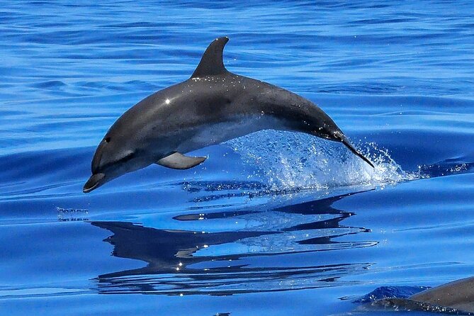 Lisbon Cruise With Dolphin Watching - Experience and Expectations