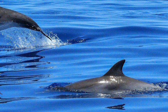 Lisbon Cruise With Dolphin Watching - Cancellation Policy