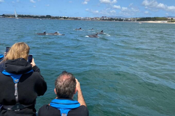 Lisbon: Dolphin Watching Boat Tour - Dolphin Watching in Lisbon