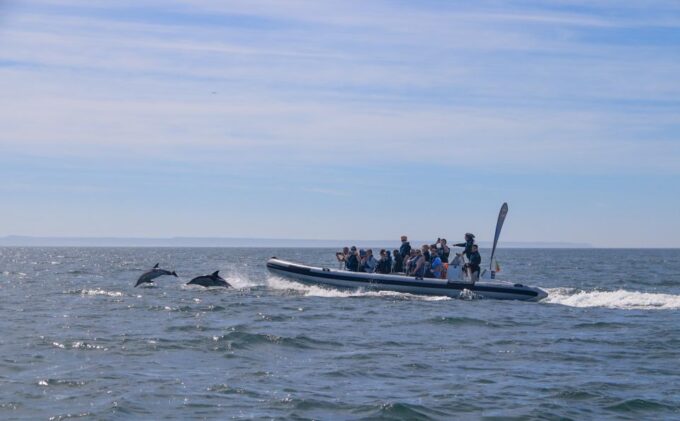 Lisbon: Dolphin Watching Boat Tour - Exploring the Tagus River