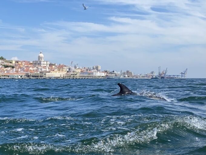 Lisbon: Dolphin Watching Boat Tour - Frequently Asked Questions