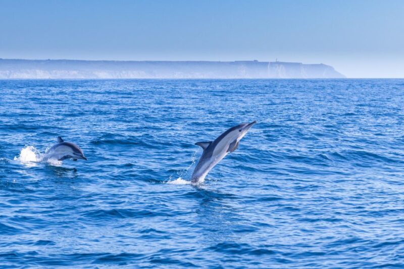 Lisbon: Dolphin Watching Boat Tour - Key Points