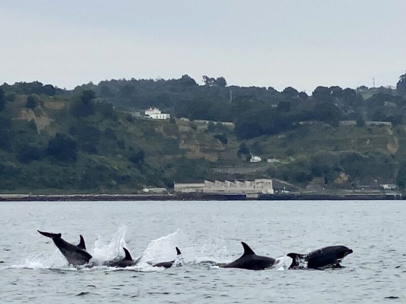 Lisbon: Dolphin Watching Boat Tour - Experience and Itinerary