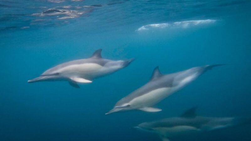 Lisbon: Dolphin Watching Boat Tour - Tour Highlights