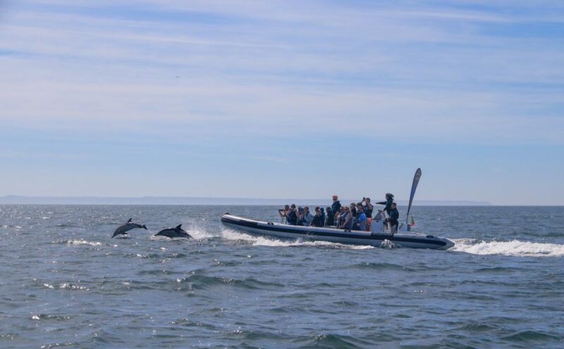 Lisbon: Dolphin Watching Boat Tour - Customer Reviews and Ratings