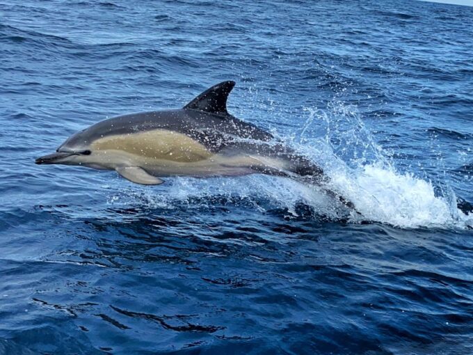 Lisbon: Dolphin Watching Boat Tour - Exploring the Tagus River
