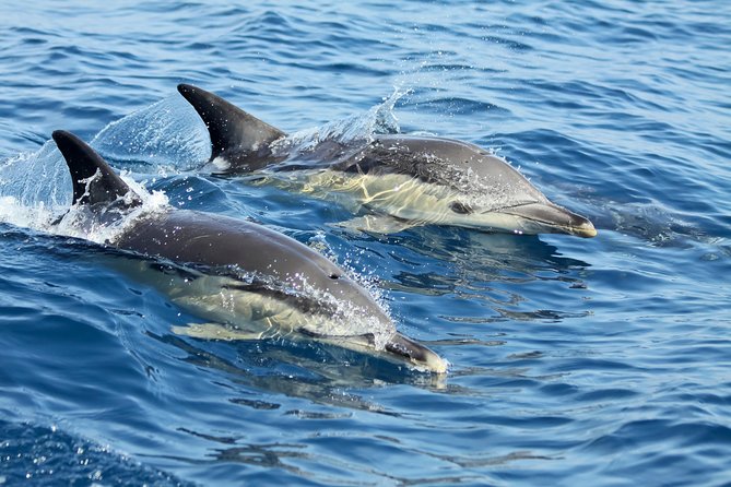Lisbon Dolphin Watching With a Marine Biologist in a Small Group - Marine Life of Lisbon