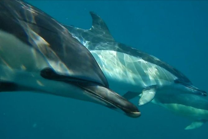 Lisbon Dolphin Watching With a Marine Biologist in a Small Group - Rigid Inflatable Boat (RIB) Cruise