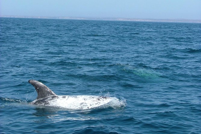 Lisbon Dolphin Watching With a Marine Biologist in a Small Group - Sightings of Dolphins and More