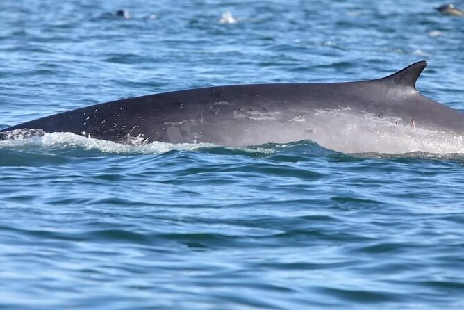 Lisbon Dolphin Watching With a Marine Biologist in a Small Group - Expert Marine Biologist Commentary