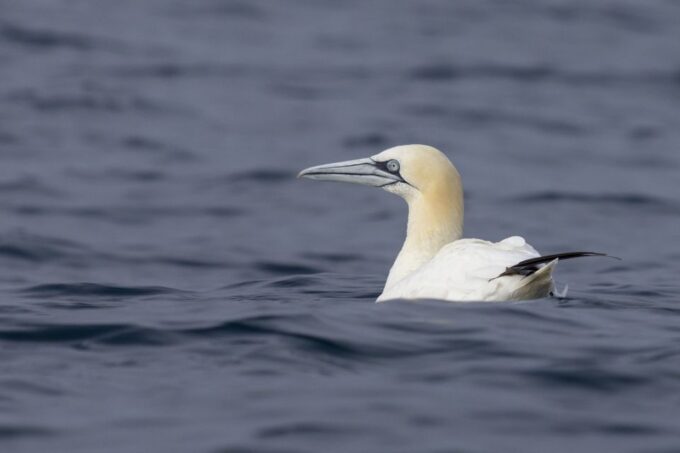 Lisbon: Dolphin Watching With Marine Biologist - Dolphin Sightings and Marine Life