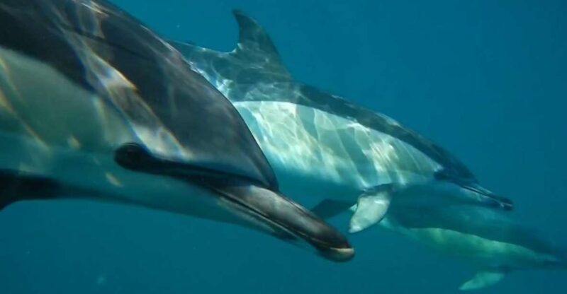 Lisbon: Dolphin Watching With Marine Biologist - Itinerary and Highlights