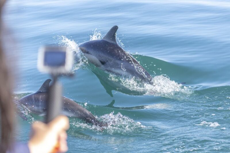 Lisbon: Dolphin Watching With Marine Biologist - Tour Details and Inclusions