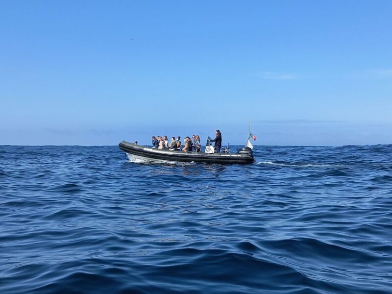Lisbon: Dolphin Watching With Marine Biologist - Meeting Point and Recommendations