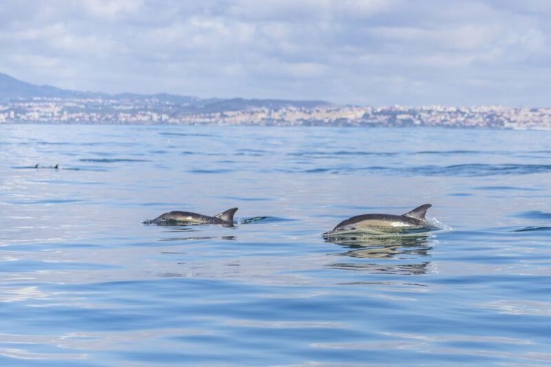 Lisbon: Dolphin Watching With Marine Biologist - Customer Feedback and Ratings