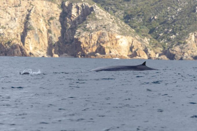 Lisbon: Dolphin Watching With Marine Biologist - Dolphin Sightings and Marine Life