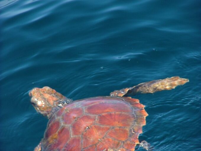 Lisbon: Dolphin Watching With Marine Biologist - Optional Activities and Considerations