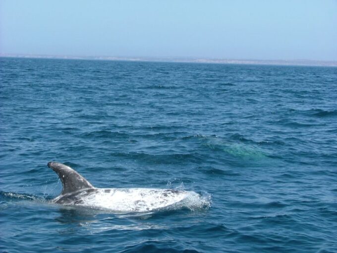 Lisbon: Dolphin Watching With Marine Biologist - Frequently Asked Questions