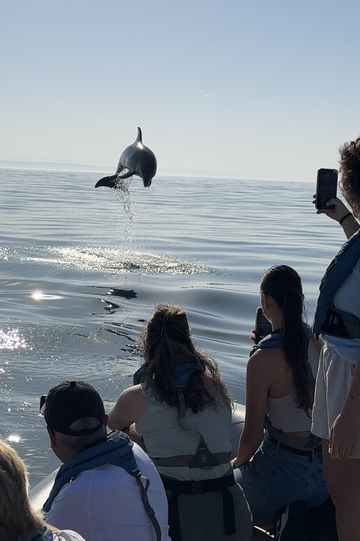 Lisbon: MAAT Entry Ticket & Dolphin Watching Boat Tour - Key Points