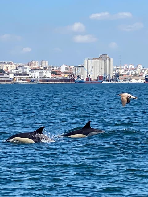Lisbon: MAAT Entry Ticket & Dolphin Watching Boat Tour - Recommendations and Facilities