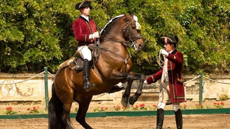 Lisbon: Morning of Equestrian Art With Lusitano Horses - Experience Highlights