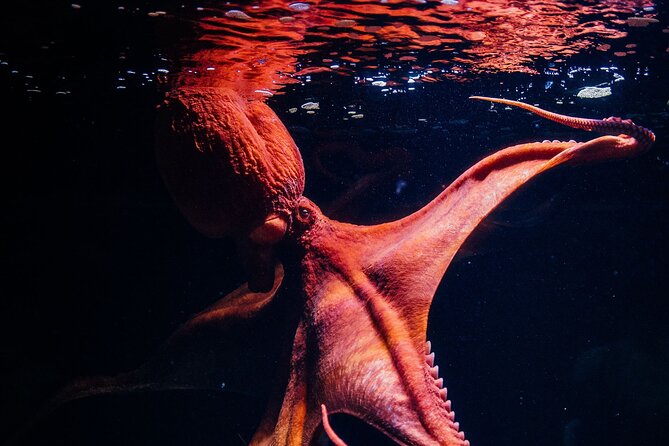 Lisbon Oceanario: Aquarium Entrance Ticket - Underwater Forests Underwater Exhibit