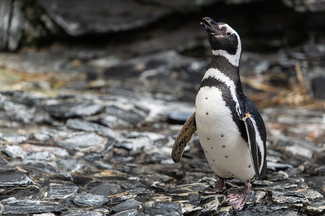 Lisbon Oceanario: Aquarium Entrance Ticket - Ticket Information and Pricing