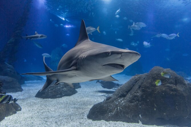 Lisbon Oceanario: Aquarium Entrance Ticket - On-site Amenities and Facilities