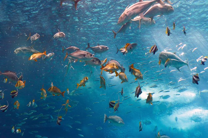 Lisbon Oceanarium and Belém and Modern Lisbon Bus Hop on Hop off Tours 48H - Overview of the Package
