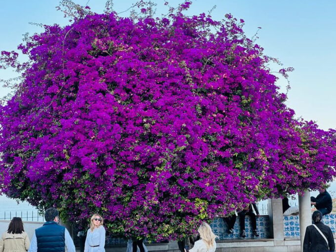 Lisbon: Old Town and Belem Tuk Tuk Tour 3hours - Booking and Availability