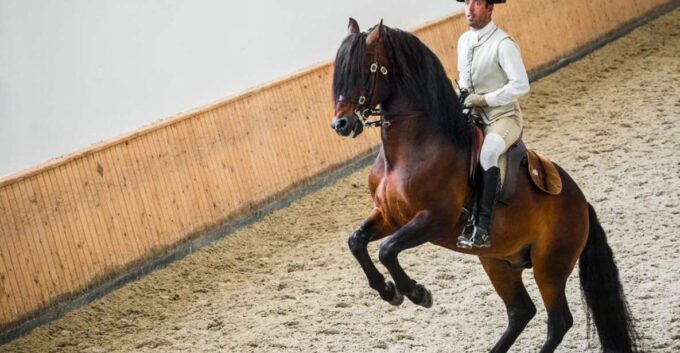 Lisbon: Portuguese Riding School Trainig With Lusitano Horse - Dress Code and Prohibited Items