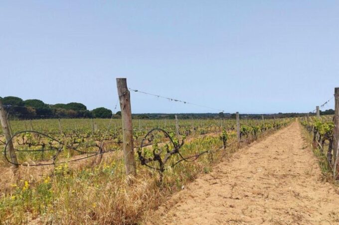 Lisbon: Private Full Day Evora & Alentejo Wine Tour - Inclusions