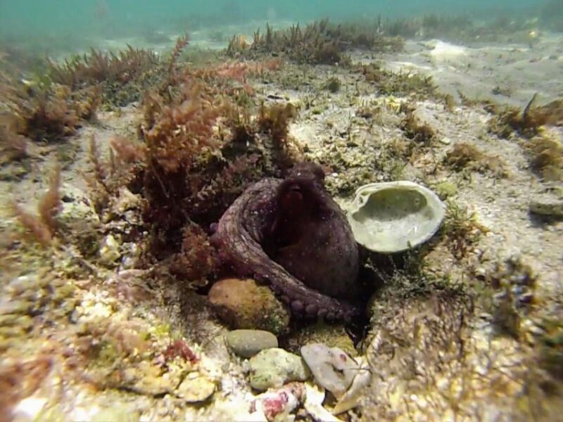 Lisbon: Snorkeling and Wine Tasting in Arrábida - Included Features