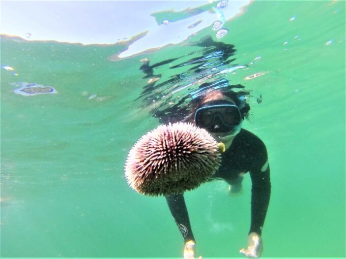 Lisbon: Snorkeling and Wine Tasting in Arrábida - Frequently Asked Questions