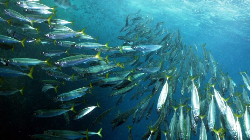 Lisbon: Snorkelling in Sesimbra/Arrábida Natural Park - Guided Experience