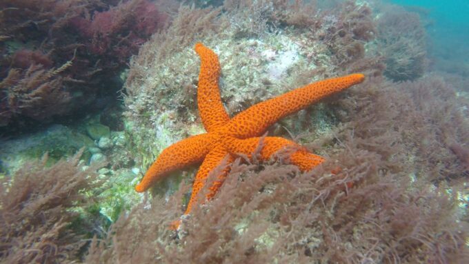 Lisbon: Snorkelling in Sesimbra/Arrábida Natural Park - Frequently Asked Questions